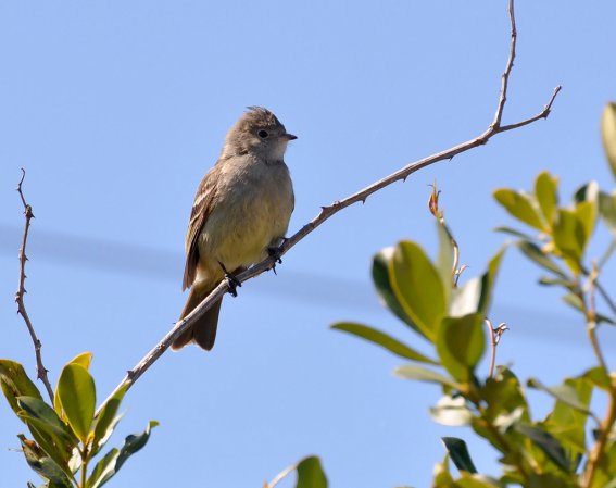 Photo (14): Yellow-bellied Elaenia