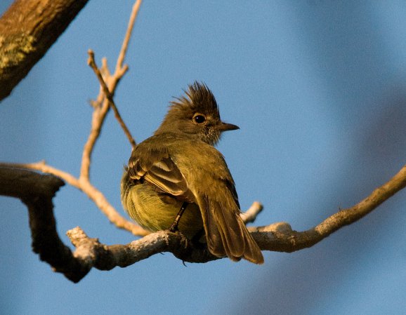Photo (9): Yellow-bellied Elaenia