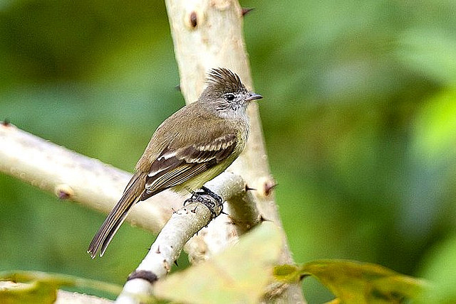 Photo (10): Yellow-bellied Elaenia