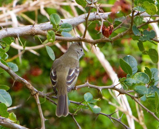 Photo (17): Yellow-bellied Elaenia