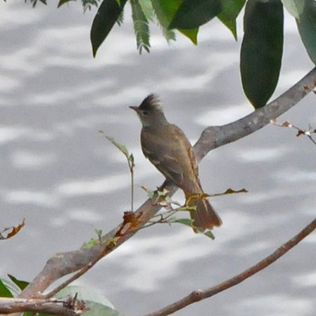 Photo (2): Yellow-bellied Elaenia