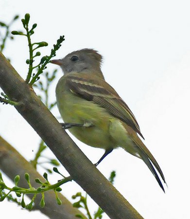 Photo (5): Yellow-bellied Elaenia
