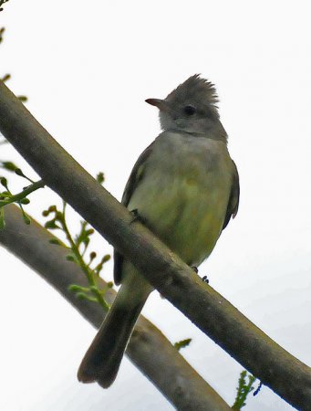 Photo (16): Yellow-bellied Elaenia