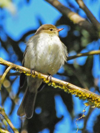 Photo (1): Mountain Elaenia