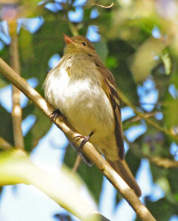 Photo (2): Mountain Elaenia