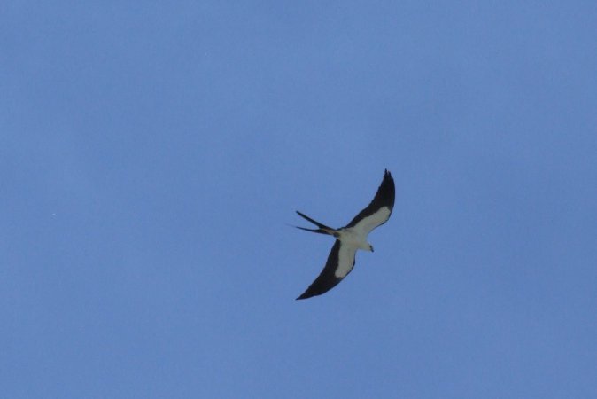 Photo (5): Swallow-tailed Kite