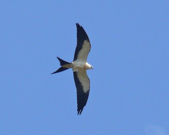 Photo (12): Swallow-tailed Kite