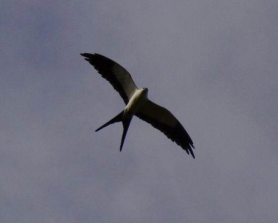 Photo (13): Swallow-tailed Kite