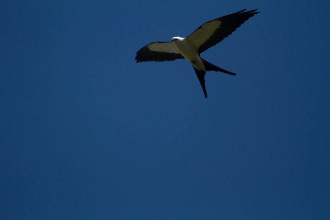 Photo (16): Swallow-tailed Kite