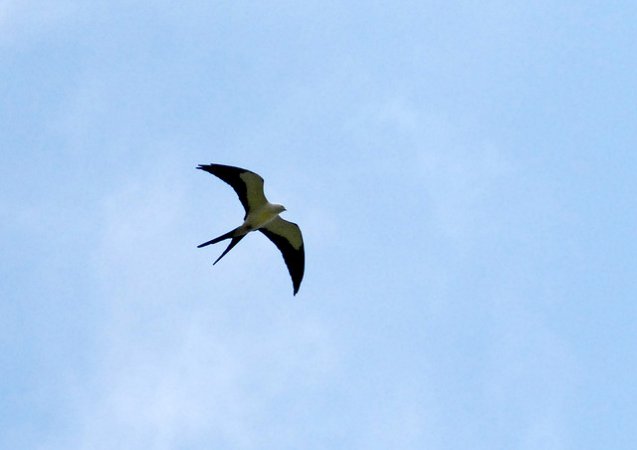 Photo (14): Swallow-tailed Kite