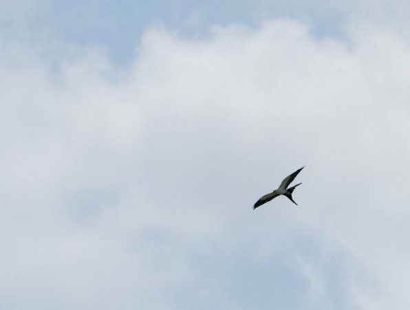 Photo (9): Swallow-tailed Kite