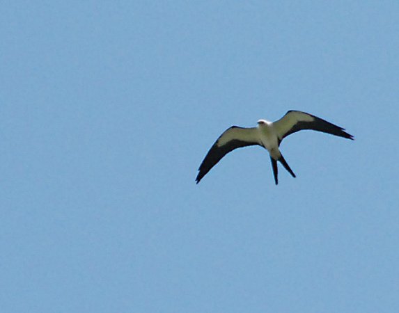 Photo (23): Swallow-tailed Kite