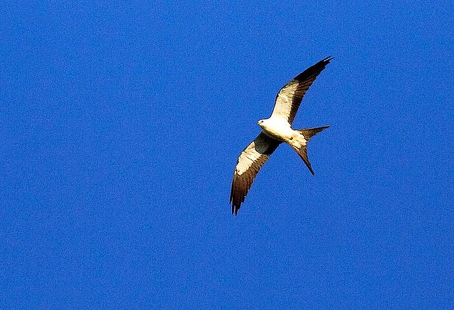 Photo (20): Swallow-tailed Kite