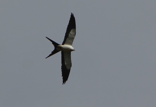 Photo (10): Swallow-tailed Kite