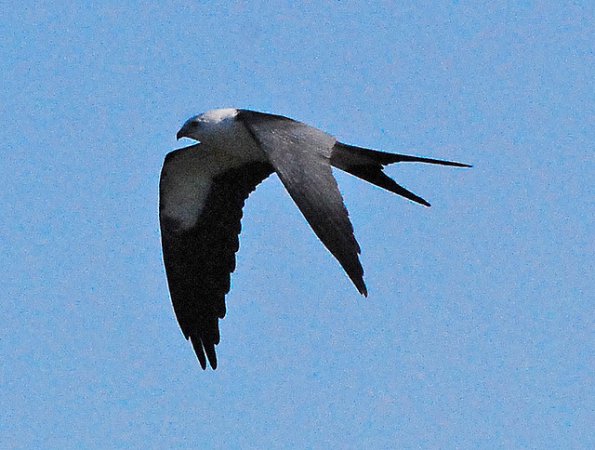Photo (24): Swallow-tailed Kite