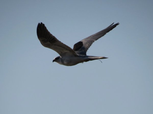 Photo (19): White-tailed Kite