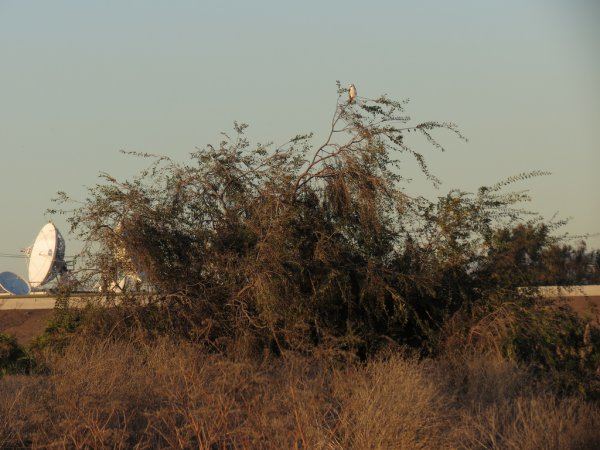 Photo (11): White-tailed Kite