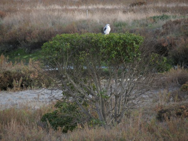 Photo (20): White-tailed Kite