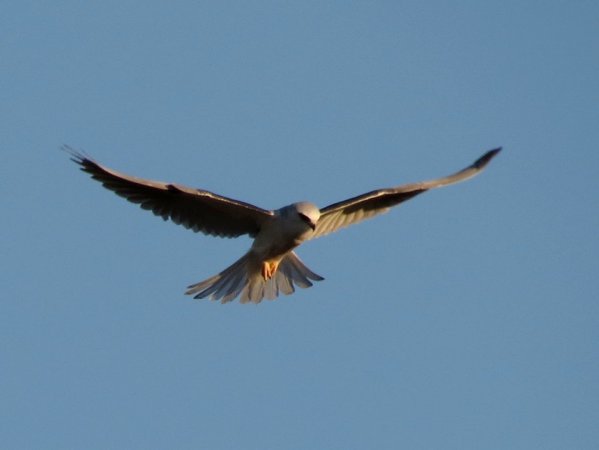 Photo (12): White-tailed Kite