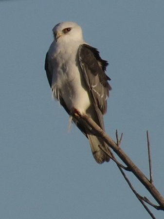 Photo (13): White-tailed Kite