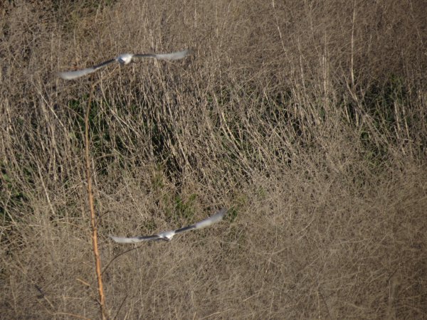 Photo (18): White-tailed Kite