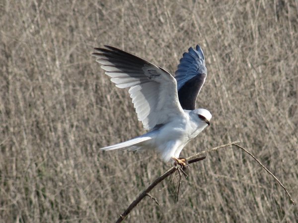 Photo (10): White-tailed Kite