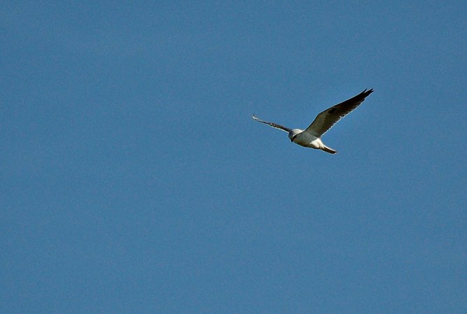 Photo (16): White-tailed Kite