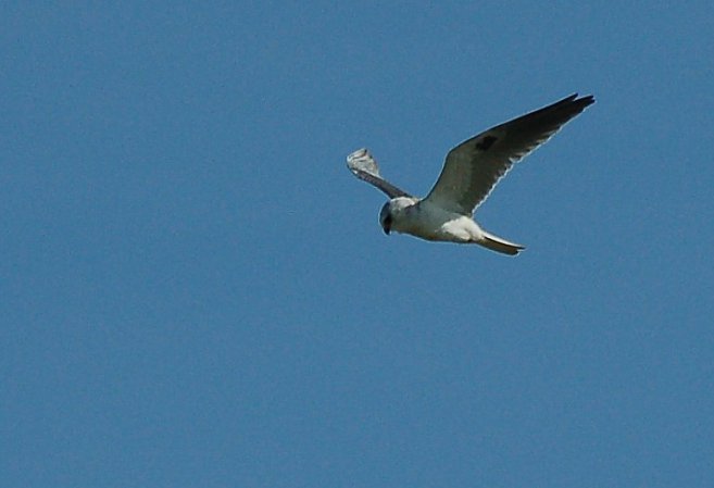 Photo (21): White-tailed Kite