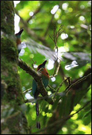 Photo (3): Broad-billed Motmot