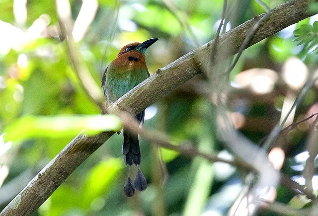 Photo (5): Broad-billed Motmot
