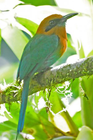 Photo (6): Broad-billed Motmot