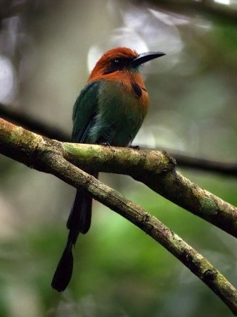 Photo (1): Broad-billed Motmot