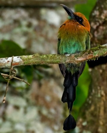Photo (2): Broad-billed Motmot