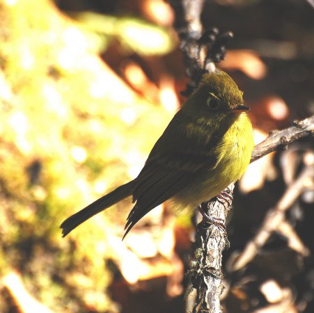Photo (10): Yellowish Flycatcher
