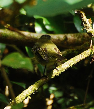 Photo (6): Yellowish Flycatcher