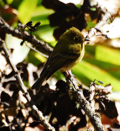 Photo (9): Yellowish Flycatcher