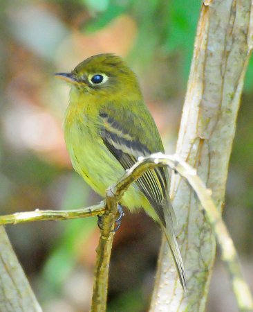 Photo (2): Yellowish Flycatcher