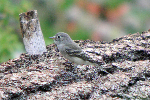 Photo (5): Dusky Flycatcher