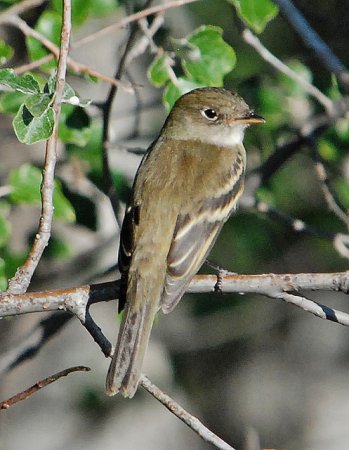 Photo (3): Dusky Flycatcher