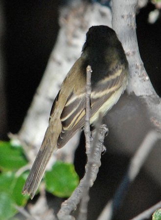 Photo (15): Dusky Flycatcher