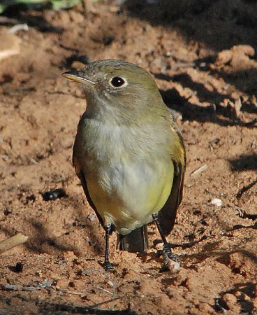 Photo (2): Dusky Flycatcher