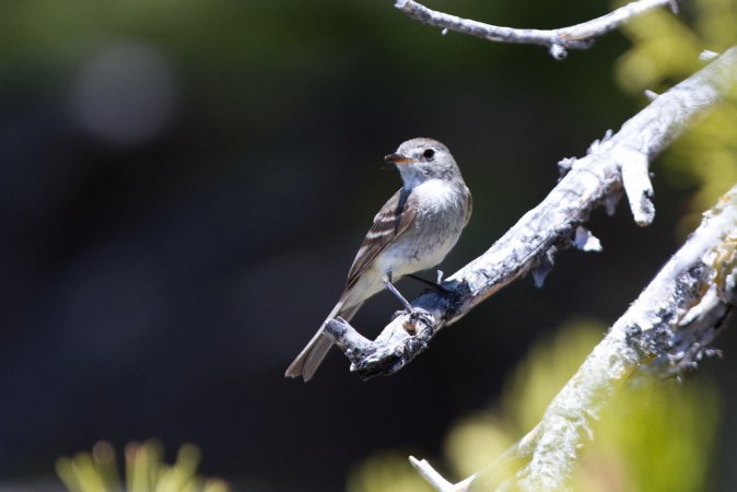 Photo (16): Dusky Flycatcher