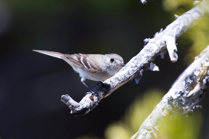 Photo (8): Dusky Flycatcher