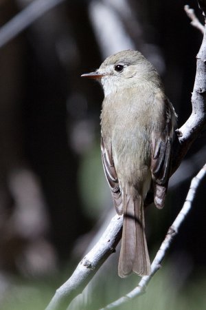 Photo (1): Dusky Flycatcher