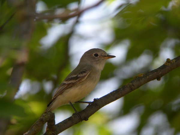 Photo (13): Dusky Flycatcher