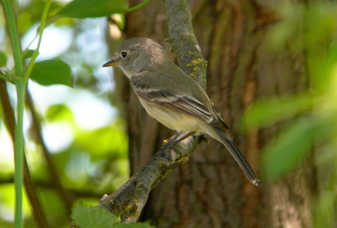 Photo (6): Dusky Flycatcher