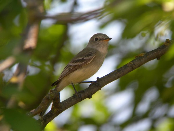 Photo (7): Dusky Flycatcher