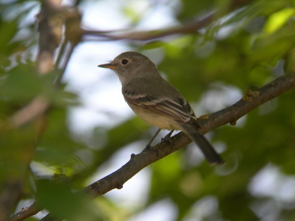 Photo (10): Dusky Flycatcher