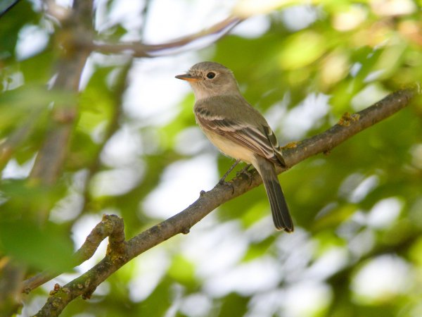 Photo (4): Dusky Flycatcher