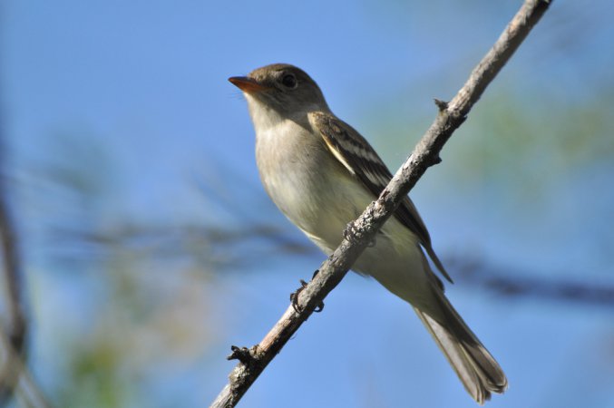 Photo (19): Willow Flycatcher